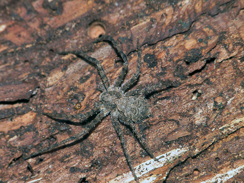 Phylodromus margaritatus?  S !   -  Campo dei Fiori (VA)